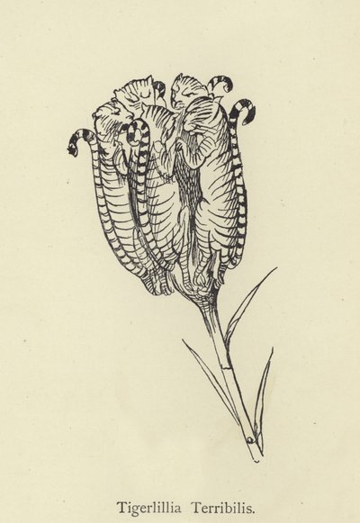 Tigerlillia Terribilis de Edward Lear